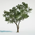 Tall Arbor With Green Leafy Canopy And Brown Trunk On White Background 3d model