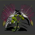 White Flowers With Pink Stamens And Green Leaves On Branch Against Dark Background With Reflection