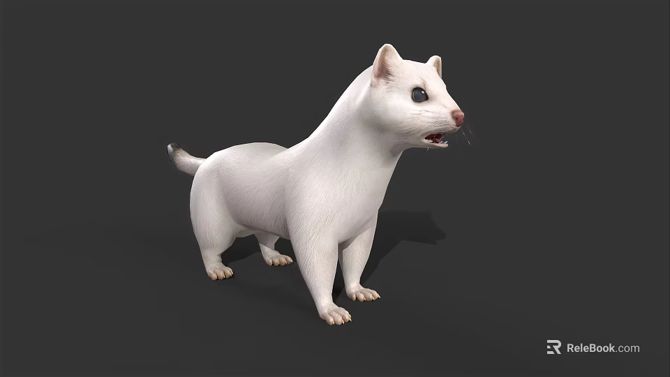 White Ferret Standing With Open Mouth On Dark Background 3d model