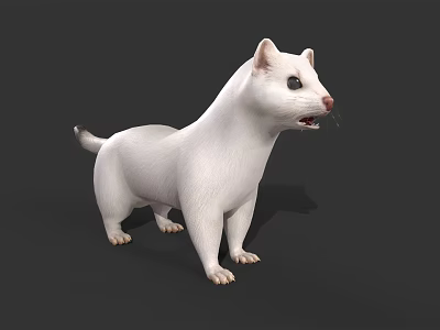 White Ferret Standing With Open Mouth On Dark Background 3d model