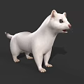 White Ferret Standing With Open Mouth On Dark Background 3d model