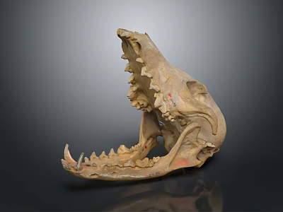 Detailed View Of Mammal Skull Skeleton With Open Jaw And Sharp Teeth Structure 3d model