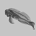 Detailed Fish Skeleton Anatomical Structure With White Bones Against Black Background 3d model