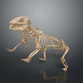 Anatomical Animal Skeleton With Detailed Bone Structure Display On Gray Background 3d model
