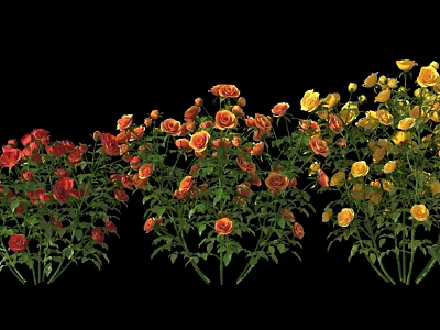 Vibrant Multicolored Roses Blooming With Red Yellow And Orange Petals 3d model