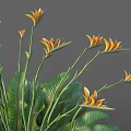 Bird of Paradise Plant With Large Green Leaves And Vibrant Yellow Flowers