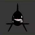 Realistic Black and White Orca Swimming with Dorsal Fin and Tail Fluke