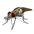 Flies 3d model