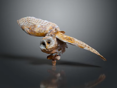 Flying Animal Owl Skeleton with Spreading Wings Against Gray Gradient Background and Clear Reflection Below 3d model