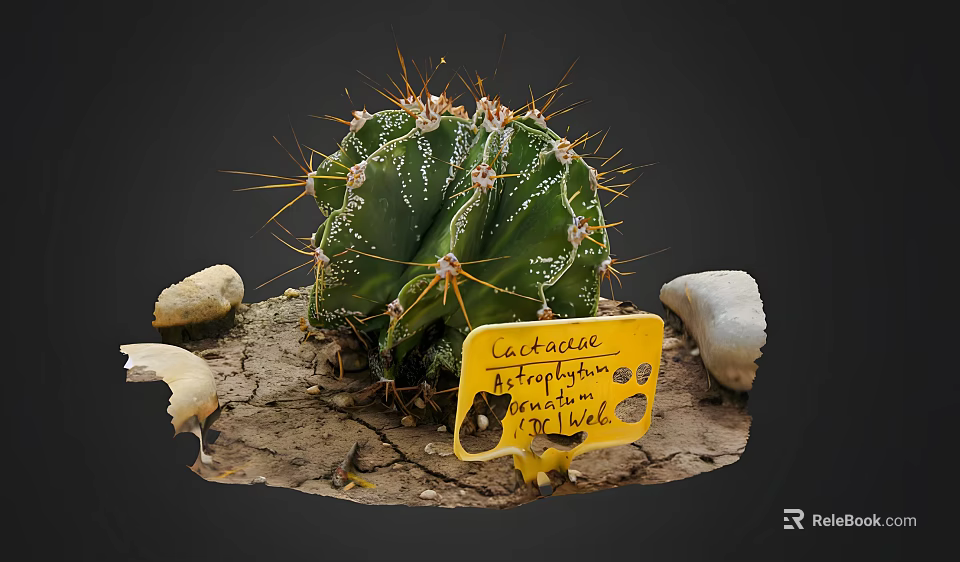 Cactaceae Astrophytum Ornatum Plant With Stones In Sandy Soil From 1966 3d model 