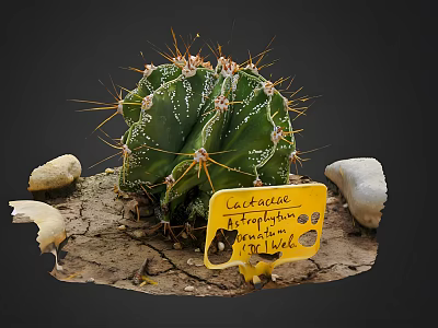 Cactaceae Astrophytum Ornatum Plant With Stones In Sandy Soil From 1966 3d model