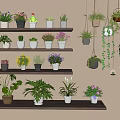 Bonsai and Potted Plants on Wooden Shelves with Grey Wall Hanging Greenery and Mixed Blooms