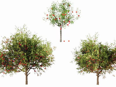 Mature Arbor Trees With Lush Green Leaves And Red Fruits Hanging 3d model