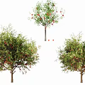 apple tree 3d model