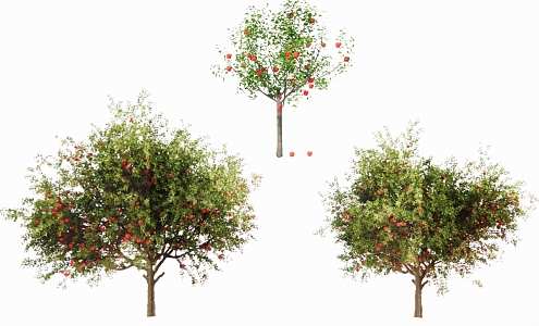 apple tree 3d model