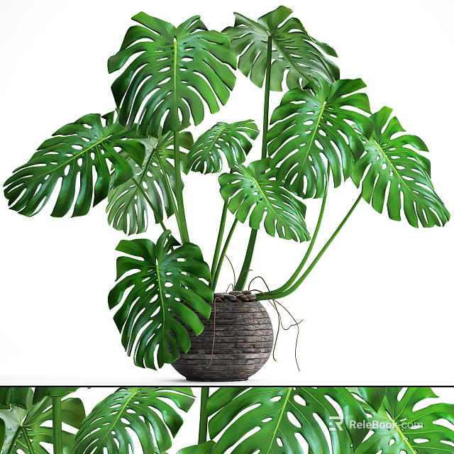 Large Leaf Monstera Potted Plant in Woven Basket for Indoor Home Decor 3d model 