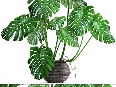 Large Leaf Monstera Potted Plant in Woven Basket for Indoor Home Decor 3d model