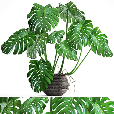Large Leaf Monstera Potted Plant in Woven Basket for Indoor Home Decor 3d model
