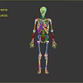 3D Anatomical Human Limbs Skeletal Structure Showing Arm and Leg Bones