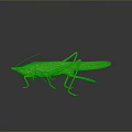 Green Grasshopper With Detailed Body And Transparent Wings On Dark Background