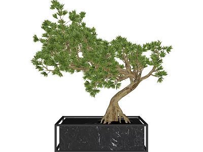Elegant Bonsai Arbor With Curved Trunk Green Foliage And Black Marble Display Base 3d model