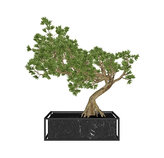 Modern Pine Green Plant Bonsai 3d model