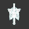 Thoracic Organs Anatomical Model With Rib Cage And Spine Structure