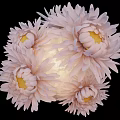 Decorative Spherical Floral Display With Light Pink Flowers And Yellow Stamens For Indoor Decoration