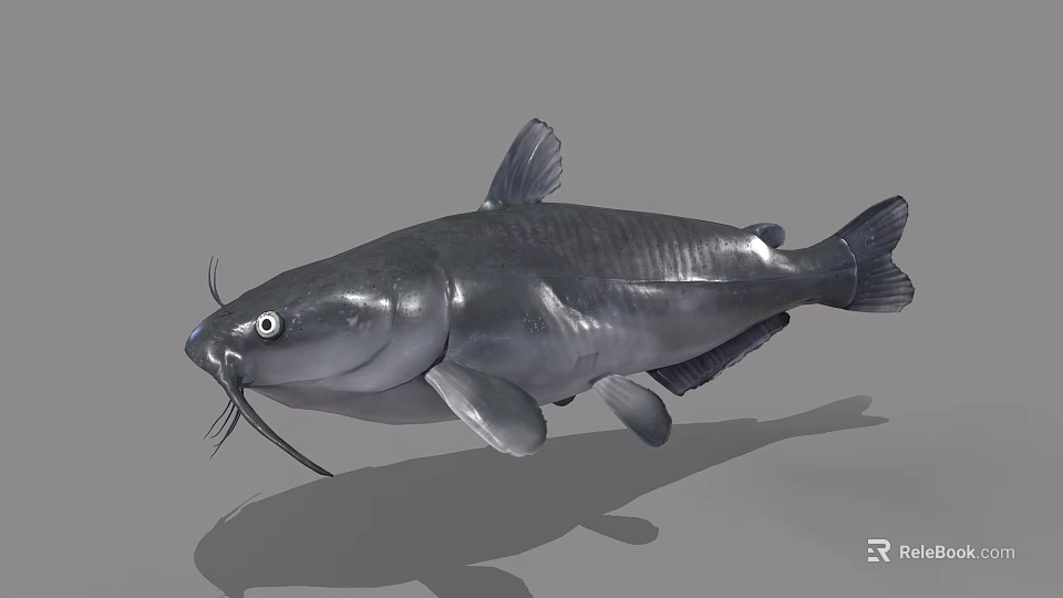 Gray Catfish 3D Model With Whiskers Isolated On Gray Background 3d model 