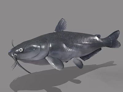 Gray Catfish 3D Model With Whiskers Isolated On Gray Background 3d model