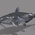 Gray Catfish 3D Model With Whiskers Isolated On Gray Background