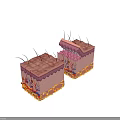 Medical Device Displaying Skin Structure 3D Anatomical Model For Medical Education