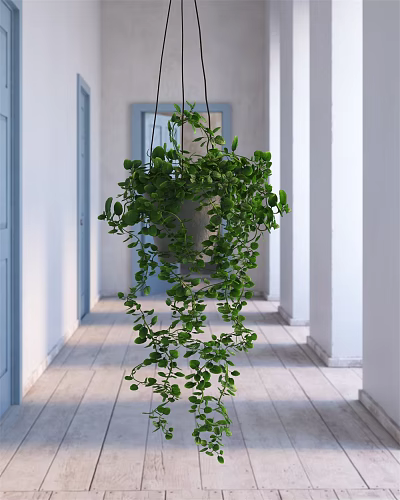 Lush Green Hanging Potted Plant With Trailing Leaves In Bright Corridor And White Pillars Wooden Floor 3d model