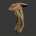 Brown Mushrooms Cluster With Light Stems And Broad Caps Against Dark Background