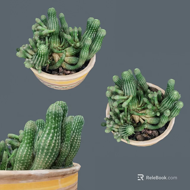 Green Cactus Bonsai Potted Plants With Cluster Columnar Stems In Ceramic Containers 3d model 