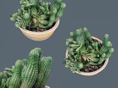 Green Cactus Bonsai Potted Plants With Cluster Columnar Stems In Ceramic Containers 3d model