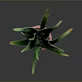 Aloe Vera Plant With Green Leaves And Yellow Edges In Pink Ribbed Pot Indoor Decor