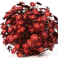 Beautiful Vibrant Red Flowers in Spherical Floral Arrangement with Yellow Centers