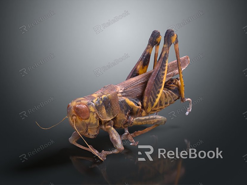 grasshopper insect cartoon locust animation locust anime locust anime game character model