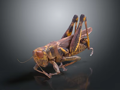 Lifelike Grasshopper Toy Figure For Home Decoration And Kids Educational Play 3d model