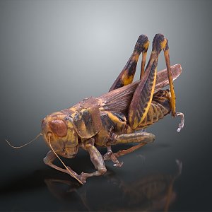 grasshopper insect cartoon locust animation locust anime locust anime game character 3d model