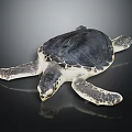 Adult Sea Turtle With Dark Shell And Extended Flippers On Black Surface