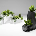Modern Geometric Bonsai Potted Plants With White Black Planters And Ferns