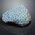 Blue Coral Animal With Honeycomb Like Holes And Red Base Structure