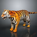 3D Tiger In Standing Pose With Orange Black Stripes White Underbelly On Dark Reflective Ground 3d model
