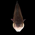 Slender Elongated Fish With Light Brown Color On Black Background
