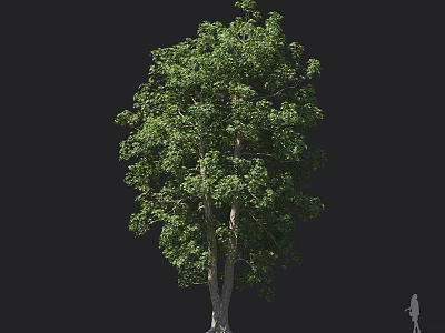 Tall Arbor With Lush Green Foliage Thick Trunk And Human Figure Against Dark Background 3d model