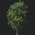Tall Arbor With Lush Green Foliage Thick Trunk And Human Figure Against Dark Background