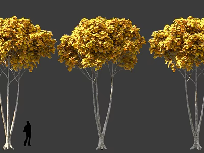 Three Yellow Leaf Trees with Vibrant Golden Foliage and Silhouette of a Person Standing Below 3d model