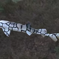 Black and white patterned shark as unique aquatic animal with distinct skin texture
